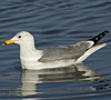 Larus armenicus